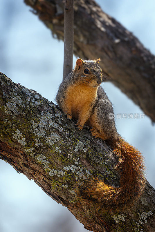 狐狸松鼠(Sciurus niger)